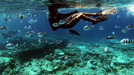 Taucher,-Der-In-Klarem,-Seichtem-Ozeanwasser-Schwimmt,-Zusammen-Mit-Attraktiven-Korallenrifffischen---Unterwasseraufnahme