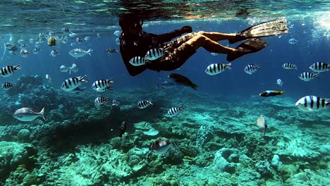 scuba diver swimming in clear shallow ocean waters along with attractive coral reef fishes - underwater shot