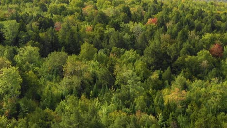 Imágenes-Aéreas-De-Un-Bosque-Remoto-En-El-Norte-De-Maine-Alejándose-Mientras-Se-Eleva-A-Lo-Largo-De-Una-Cresta-Forestal-A-Medida-Que-Las-Hojas-Comienzan-A-Cambiar