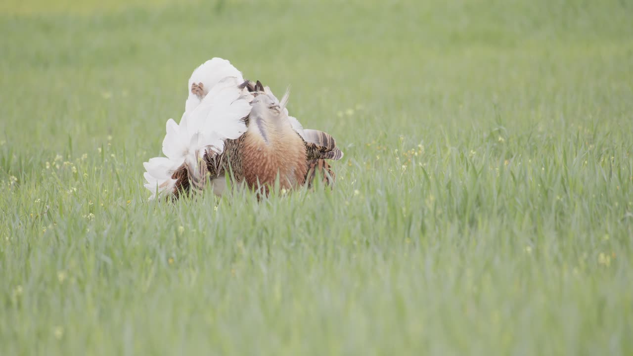 A male great bustard in full courtship display, showing the "wheel", in the meadow during the spring breeding season, in La Mancha, Spain