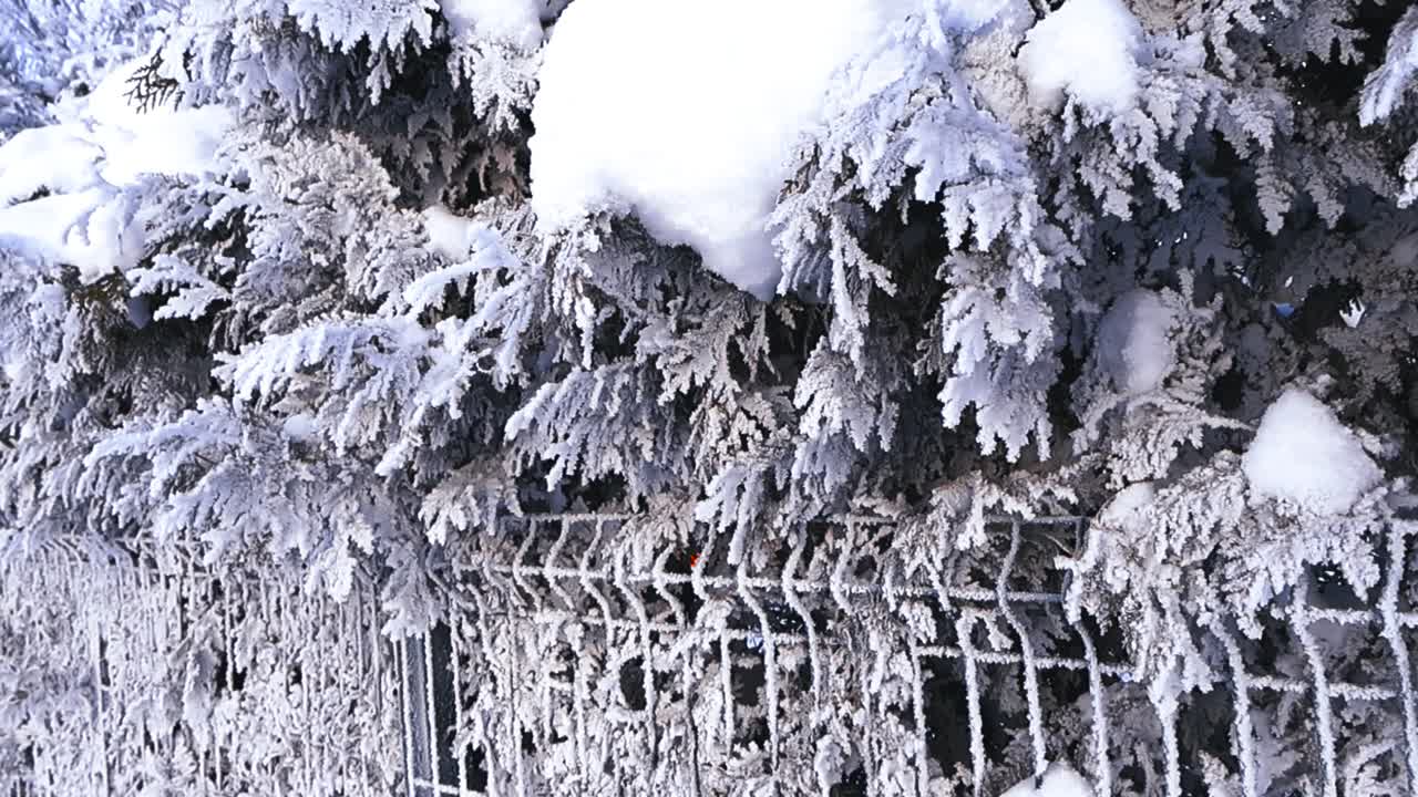 Närbild av en frostig vintergrön tujahäck täckt av snö och rimfrost, med ett synligt metallstängsel en kall, solig vinterdag, som visar naturens skönhet