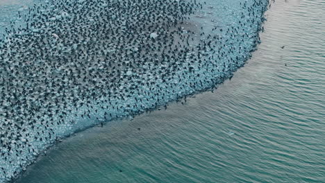 thousands of cormorants crowd ontario shoreline, captured from above in canada