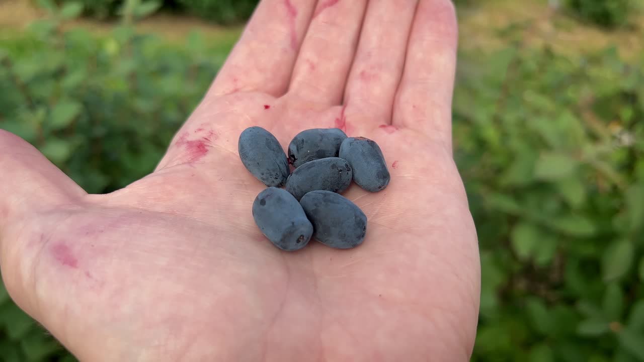 두껍고 푸른 덤불 앞에서 갓 딴 블루베리를 손에 들고