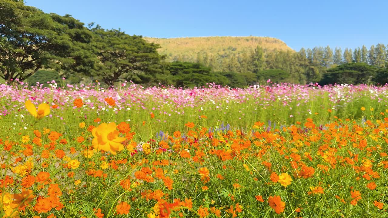 은 파란 하늘 아래 다채로운 꽃이 꽃을 피운다