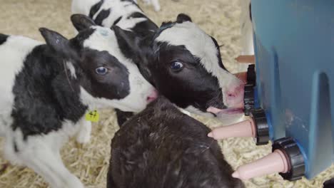 a young calf struggles to get it's mouth around a rubber teat