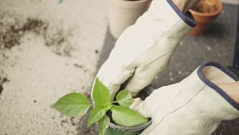 Jardinero-Agregando-Tierra-A-La-Maceta-Con-Plántulas-De-Plantas