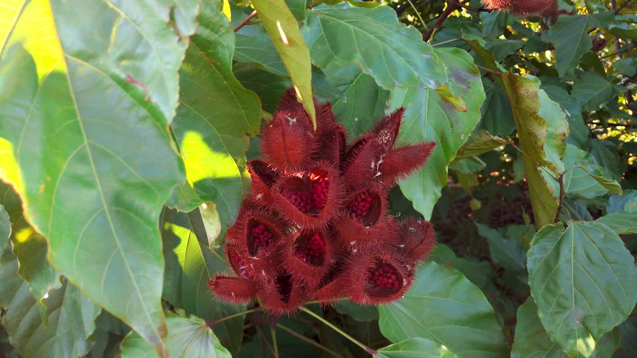 Close-up, fruit of the achiote tree (Bixa orellana), showing the seeds from which annatto is extracted.