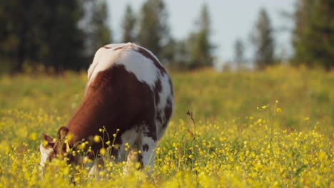 cow in flower field grazing grass in indre fosen, norway - close up