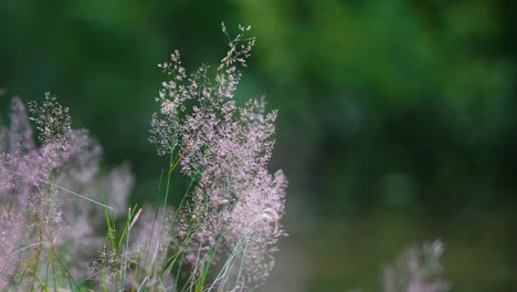 대조적인 숲에서 바람에 움직이는 밝은 bentgrass agrostis의 클로즈업