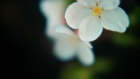 close-up of white cherry blossoms