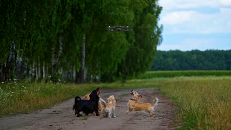 dogs playing with drone. dogs playfully chasing flying camera drone