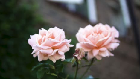 two pink roses in front of the apartments