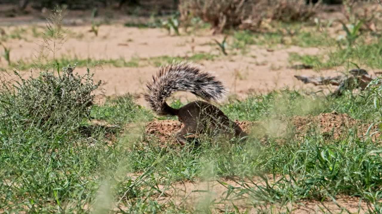 A ground squirrel digging a burrow