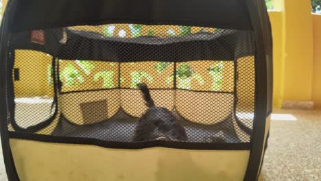 adorable yorkshire terrier puppy in a travel carrier