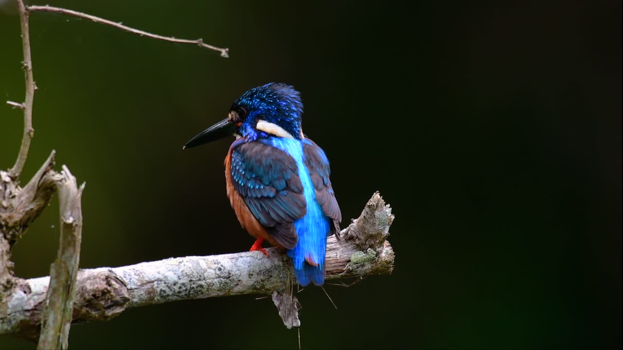 el martín pescador de orejas azules es un pequeño martín pescador que se encuentra en tailandia y es buscado por los fotógrafos de aves debido a sus hermosas orejas azules, ya que es una pequeña, linda y esponjosa bola de plumas azules de un pájaro