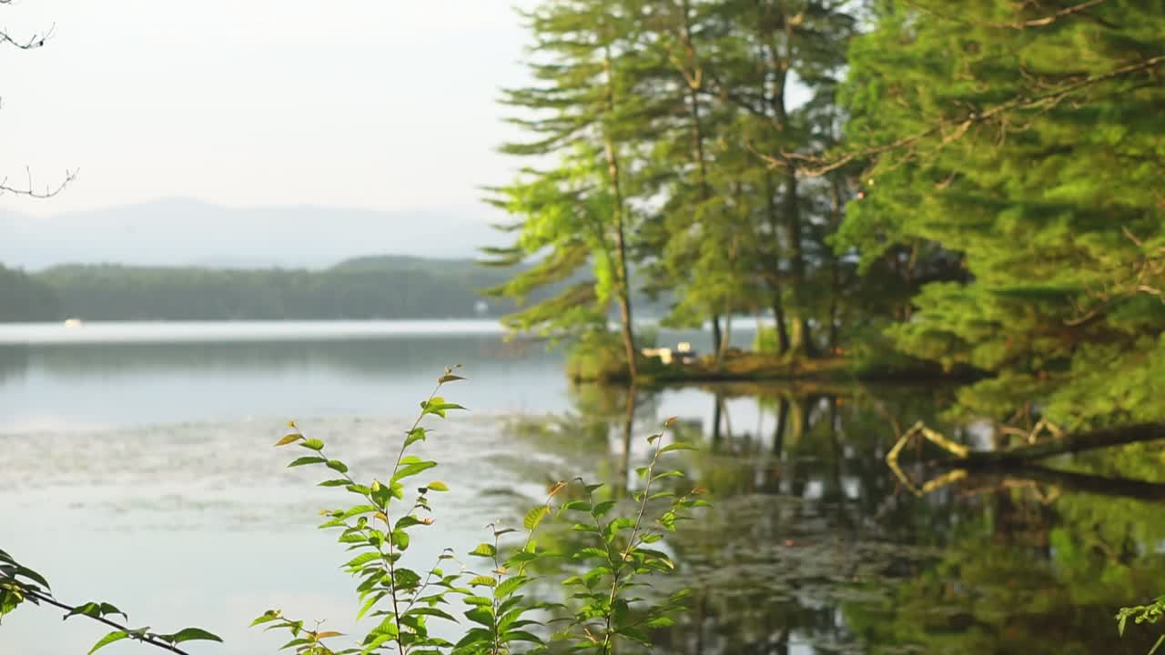 trees reflecting over lake waters with shrubs in the foreground