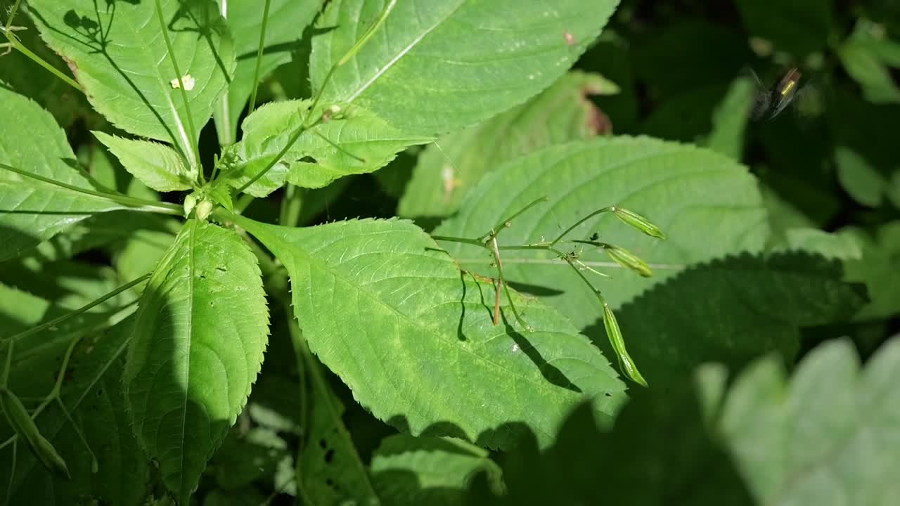 Confused fly flying off the plant crashing to it in slow-motion