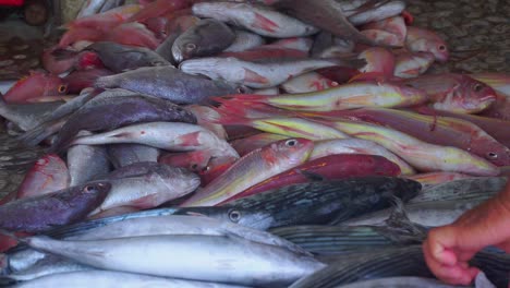 Montones-De-Peces-Amontonados-De-Las-Capturas-De-Los-Pescadores.