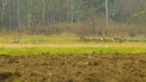 group of young european roe deer walking and eating on a field in overcast autumn day, medium shot from a distance