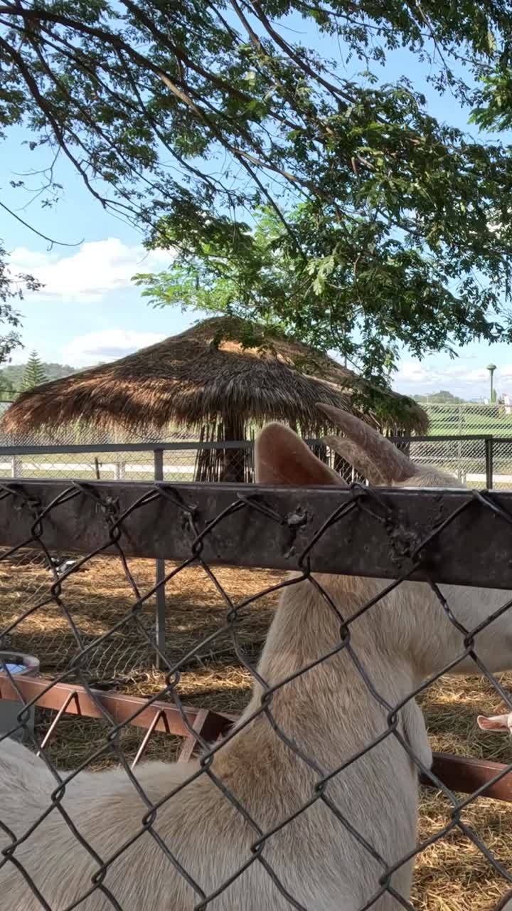 염소가 울타리를 통해 당근을 먹고 있습니다.