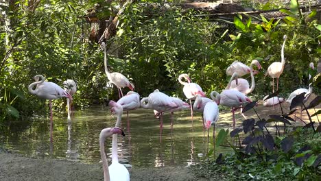 flamingos in a natural habitat