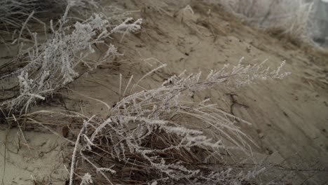 Frosty-grass-on-beach-sand,-frozen-trees,-pan