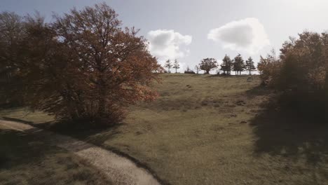 Eine-Drohnenaufnahme-über-Dem-Wunderschönen-Buchenwald-Von-Canfaito-Mit-Herbstfarben