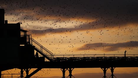 murmuration of starlings above aberystwyth pier, wales