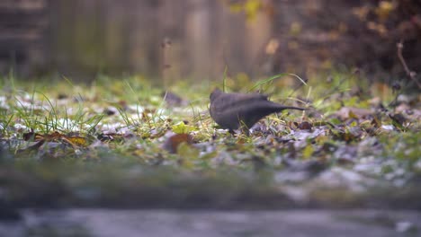 Blackbird-sitting-in-grass-and-pecking-grains