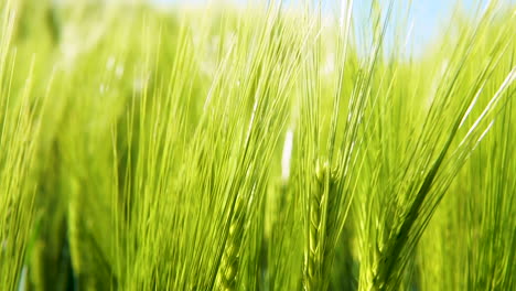 Close-up-shot-of-spikelets-of-young-green-wheat-at-daytime