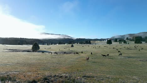 Toma-Orbital-De-Una-Manada-De-Ciervos-Pastando-En-Una-Gran-Pradera-Verde-Bajo-Un-Cielo-Azul