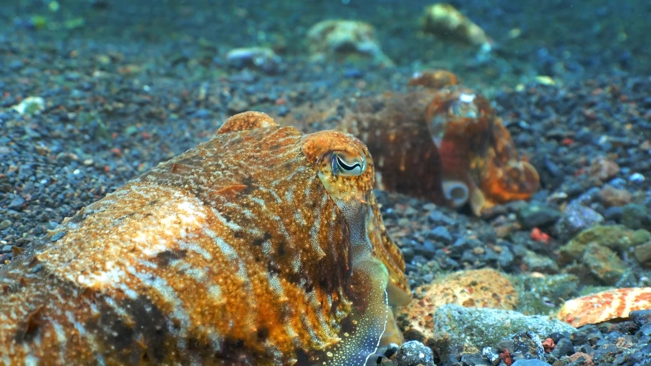Spostamento della messa a fuoco tra due Sepia officinalis mimetizzate sul fondale marino