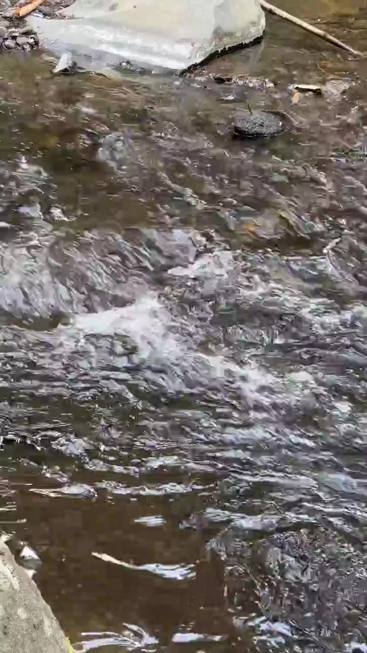 Água Cristalina Fluindo Sobre Rochas em um Riacho na Floresta