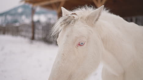 Elegante-Caballo-Blanco-Con-Ojos-Azules-Claros-Y-Melena-Esponjosa