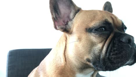 Close-up-french-bulldog-face-on-white-background,-bulldog-rotate-head-and-have-big-eyes-and-ears