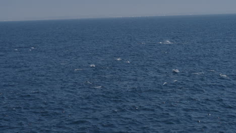 drone aéreo disparó delfines nadando en el mar