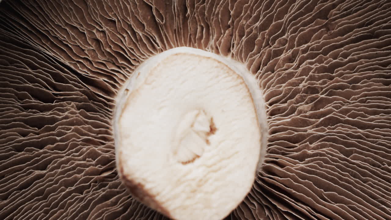 복사 공간과 함께 버섯의 클로즈업의 마이크로 비디오