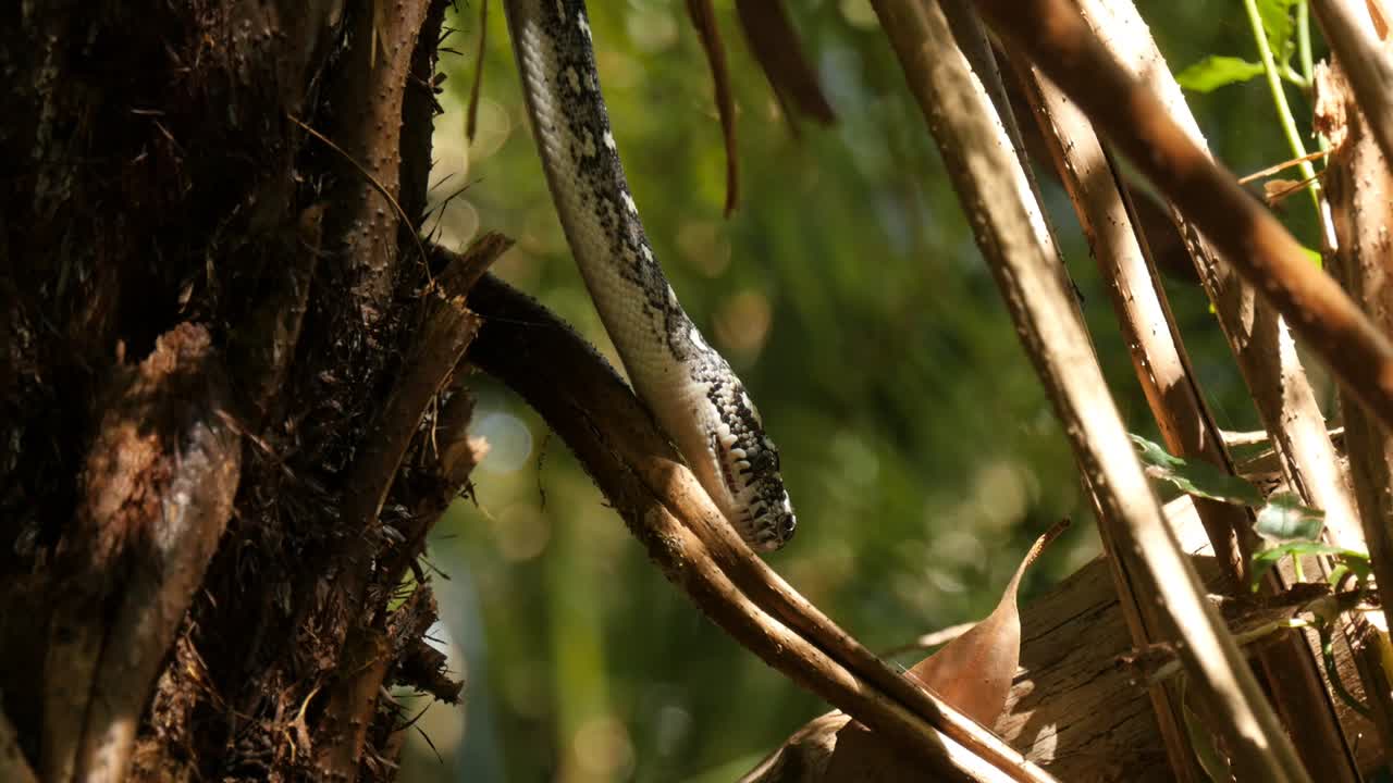 serpiente pitón en el entorno natural cazando en el bosque - pitón diamante