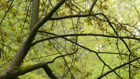 locked off shot of a tree with a small canadian songbird hopping from branch to branch