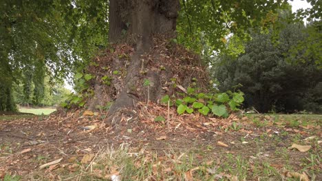 Fallen-leaves-and-dried-grass-around-the-base-of-a-tree-marking-the-onset-of-autumn