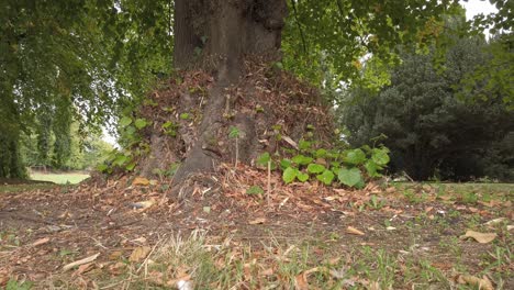 hojas caídas y hierba seca alrededor de la base de un árbol que marca el inicio del otoño