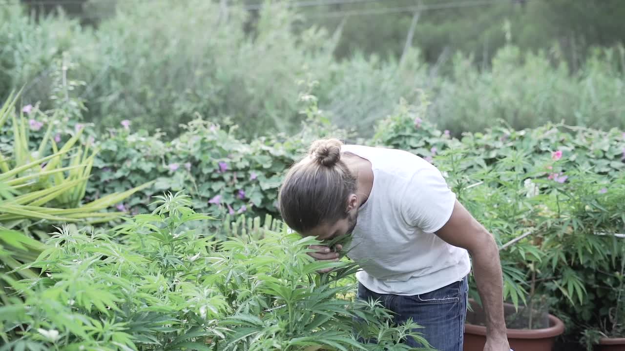 Man Watering Cannabis Plants in a Garden