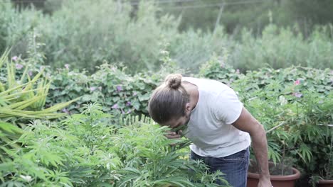 man watering cannabis plants in a garden