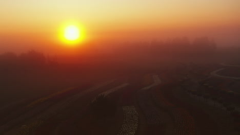 beautiful sunset in blooming flower field outdoors. evening time in flower park.