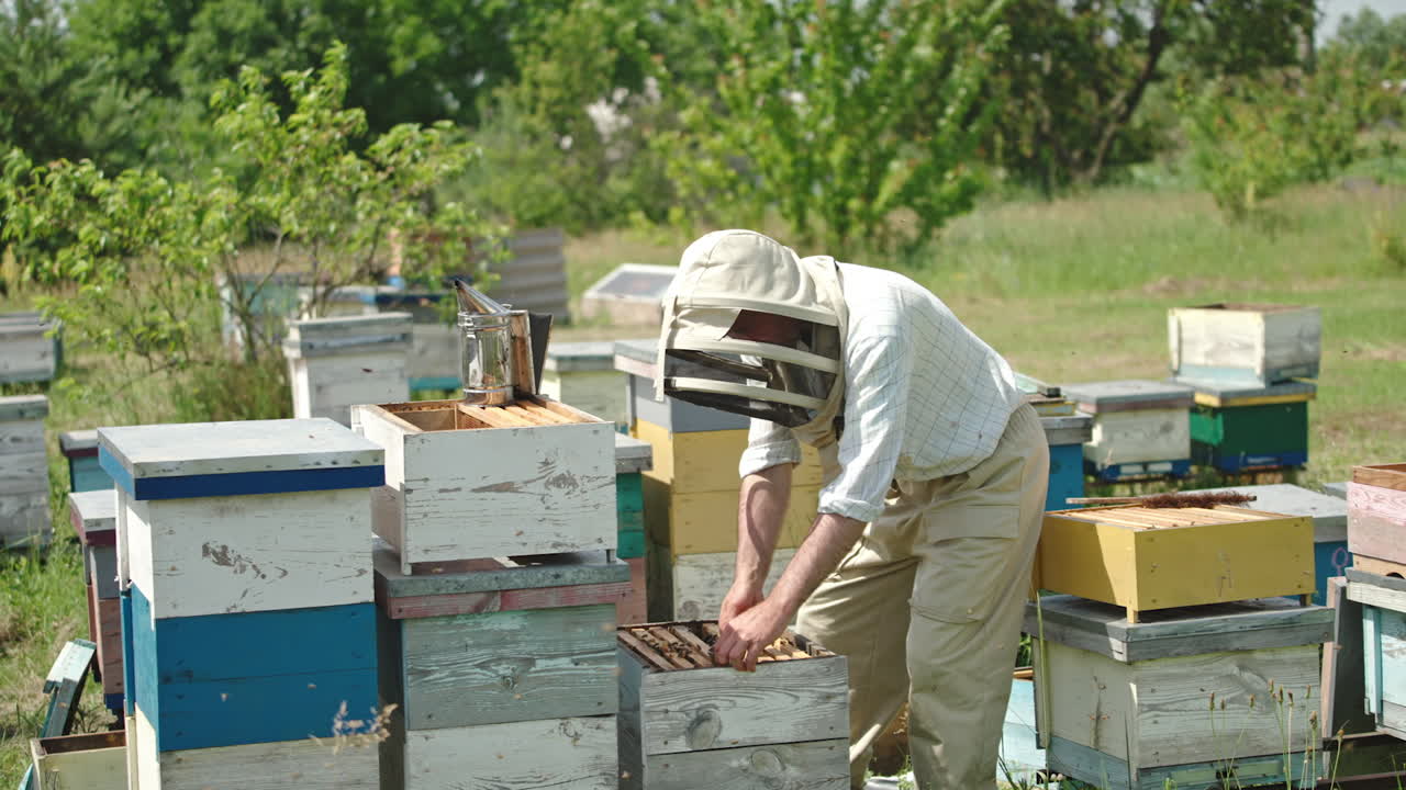 Beekeeper inspecting beehives