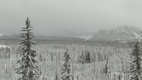 4k-Aerial-frozen-forest-with-snowy-mountains-in-background