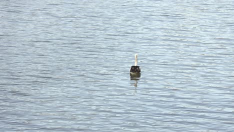 Pelikan-Schwimmt-Im-Fitzroy-River,-Rockhampton