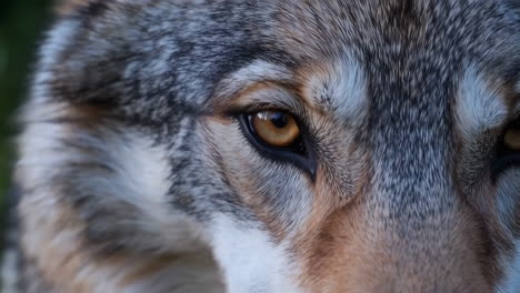 close-up of a wolf's face