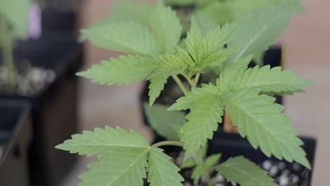 Close-up-on-a-young-marijuana-plant-with-thin-green-leaves-blowing-in-a-breeze