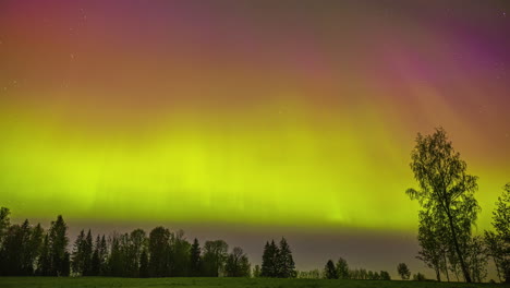 Ein-Farbenfrohes-Spektakel-Am-Himmel-über-Einem-Wald-Während-Der-Nordlichter